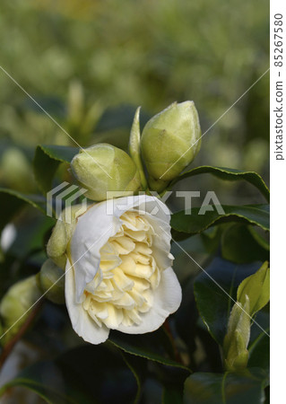 Camellia Brushfields Yellow 85267580
