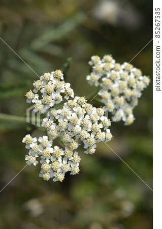 Common Yarrow 85267585
