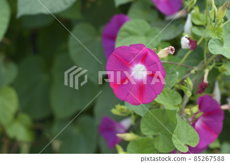 Common morning glory 85267588