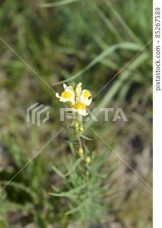 Common toadflax 85267589