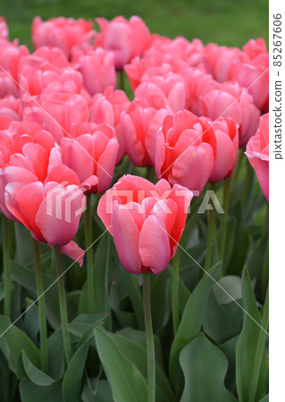 Tulip Pink Impression Tulip Pink Impression 85267606