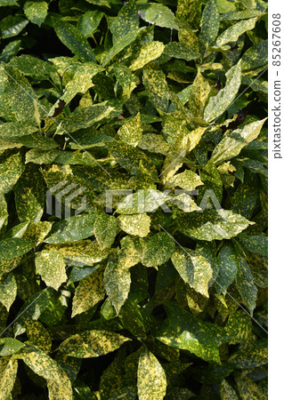 Variegated Japanese laurel Variegated Japanese laurel 85267608