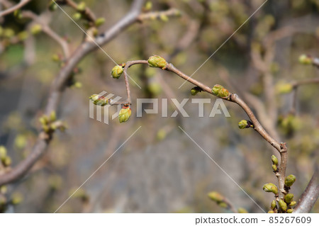 Corkscrew hazel Twister Corkscrew hazel Twister 85267609