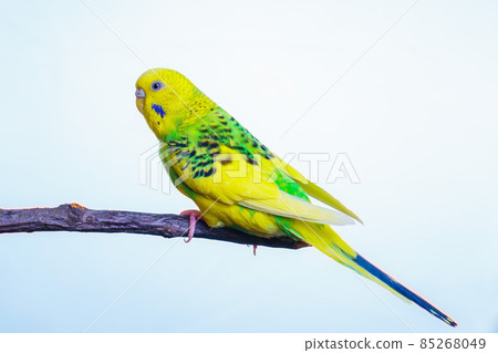 Yellow and green budgie, budgie sits on a wooden stick 85268049