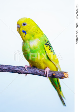 Yellow and green budgie, budgie sits on a wooden stick 85268050