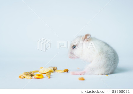 Small white hamster, on a white background. Small white hamster, on a white background. 85268051