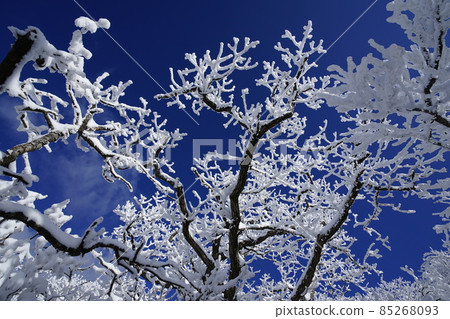 National Park. Hambak Mountain. Snow flowers. Snowy leaves. National Park. Hambak Mountain. Snow flowers. Snowy leaves. 85268093