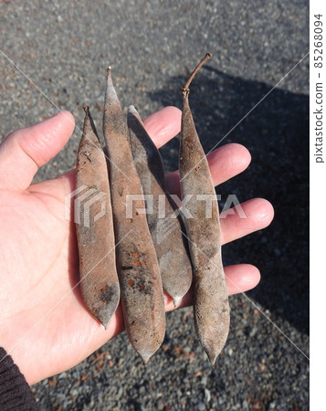 Wisteria fruit (photograph showing the size on the palm) Wisteria fruit (photograph showing the size on the palm) 85268094