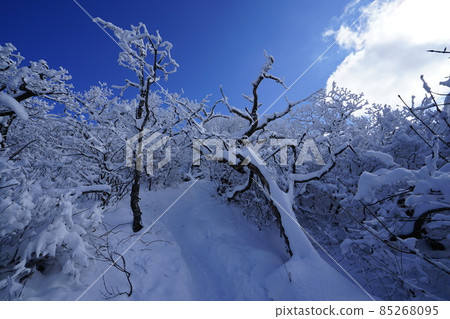 National Park. Hambak Mountain. Snow flowers. Snowy leaves. National Park. Hambak Mountain. Snow flowers. Snowy leaves. 85268095
