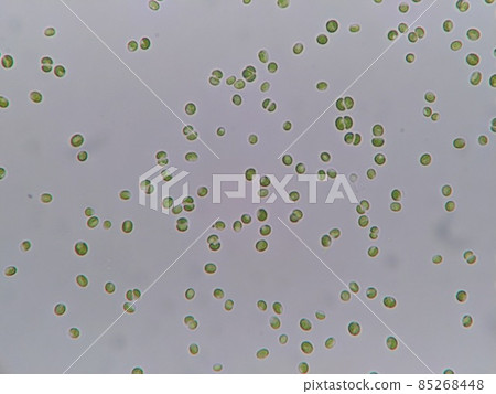 Algae generated from water of vegetable hydroponics Algae generated from water of vegetable hydroponics 85268448