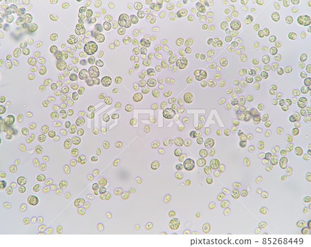 Freshwater plankton chronococcal Freshwater plankton chronococcal 85268449