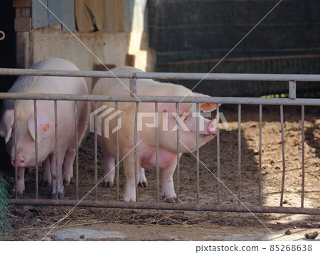 豬作為牲畜 豬作為牲畜 85268638