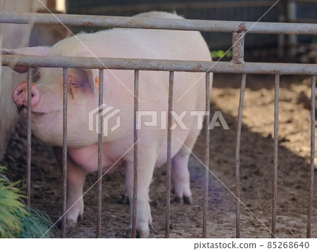 Pig as livestock Pig as livestock 85268640