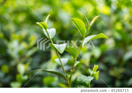 Organic green tea leaf growing in plantation Organic green tea leaf growing in plantation 85268715