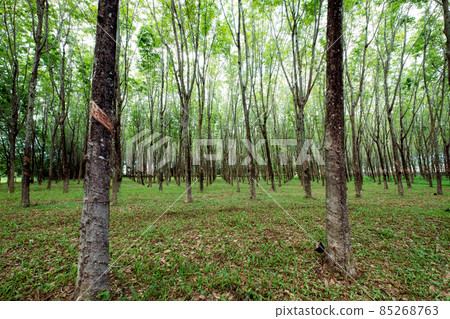 Para rubber tree in plantation on southern in Thailand Para rubber tree in plantation on southern in Thailand 85268763