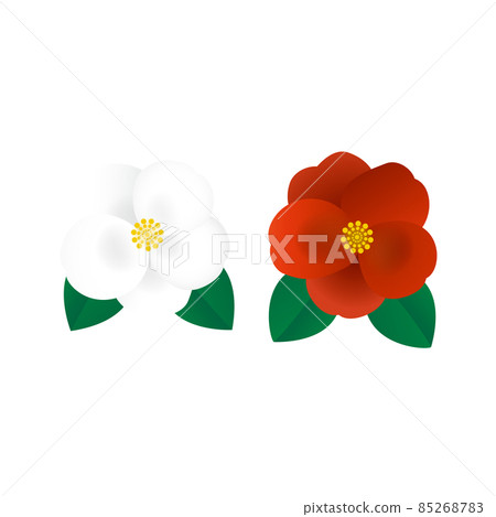 White and red camellia White and red camellia 85268783