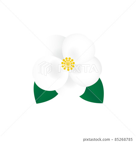 白茶花 85268785