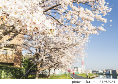 鶴見川上的櫻花【神奈川縣橫濱市】 鶴見川上的櫻花【神奈川縣橫濱市】 85268924