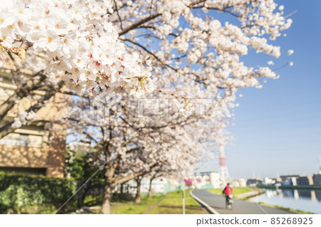 鶴見川上的櫻花【神奈川縣橫濱市】 鶴見川上的櫻花【神奈川縣橫濱市】 85268925