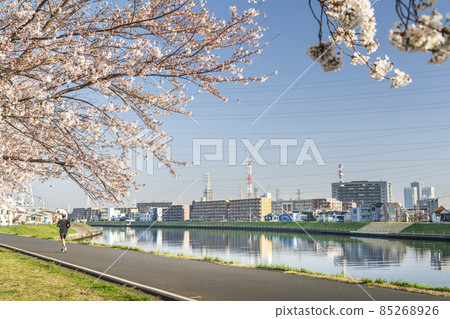 鶴見川的景色和櫻花[神奈川縣橫濱市] 85268926