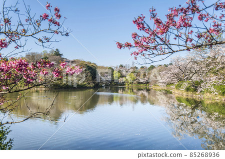 Sakura scenery of Kanagawa Prefectural Mitsuike Park [Yokohama City, Kanagawa Prefecture] 85268936