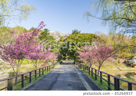 Sakura scenery of Kanagawa Prefectural Mitsuike Park [Yokohama City, Kanagawa Prefecture] 85268937