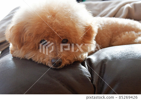 toy poodle  85269426