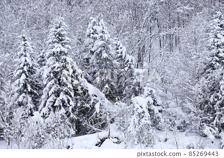 Landscape image of snowy country with winter 85269443