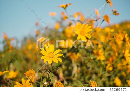 Mexican Sunflower with blue sky on the mountain. Close-up Tree Marigold or at Mae moh, Lampang, Thailand. Beautiful landscape. Mexican Sunflower with blue sky on the mountain. Close-up Tree Marigold or at Mae moh, Lampang, Thailand. Beautiful landscape. 85269571