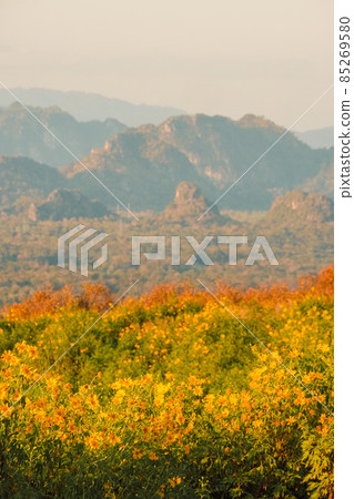 Mexican Sunflower with sunset on the mountain. Close-up Tree Marigold or at Mae moh, Lampang, Thailand. Beautiful landscape. Mexican Sunflower with sunset on the mountain. Close-up Tree Marigold or at Mae moh, Lampang, Thailand. Beautiful landscape. 85269580
