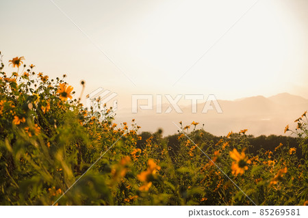 Mexican Sunflower with sunset on the mountain. Close-up Tree Marigold or at Mae moh, Lampang, Thailand. Beautiful landscape. Mexican Sunflower with sunset on the mountain. Close-up Tree Marigold or at Mae moh, Lampang, Thailand. Beautiful landscape. 85269581