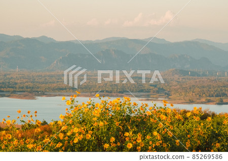 Mexican Sunflower with Mae Kham Dam and sunset on the mountain. Close-up Tree Marigold or at Mae moh, Lampang, Thailand. Beautiful landscape. Mexican Sunflower with Mae Kham Dam and sunset on the mountain. Close-up Tree Marigold or at Mae moh, Lampang, Thailand. Beautiful landscape. 85269586