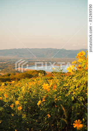 Mexican Sunflower with Mae Kham Dam and sunset on the mountain. Close-up Tree Marigold or at Mae moh, Lampang, Thailand. Beautiful landscape. Mexican Sunflower with Mae Kham Dam and sunset on the mountain. Close-up Tree Marigold or at Mae moh, Lampang, Thailand. Beautiful landscape. 85269590