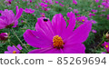 Cosmos and ladybug 85269694