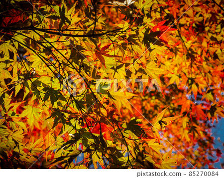 [Tokyo] Autumn leaves of Mt. Takao 85270084