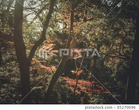 [Tokyo] Autumn leaves of Mt. Takao 85270096
