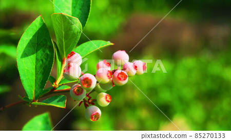 Blueberry young fruity landscape Blueberry young fruity landscape 85270133