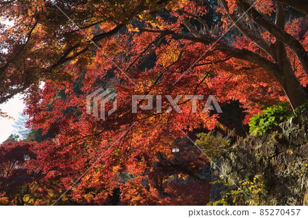 Light of Kamakura in late autumn Light of Kamakura in late autumn 85270457