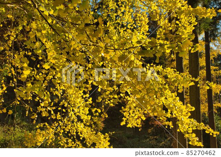 Ginkgo leaves shining in the west Ginkgo leaves shining in the west 85270462