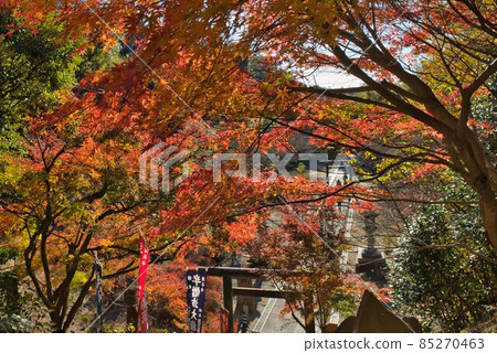 Autumn leaves leading to Hanzobo Autumn leaves leading to Hanzobo 85270463