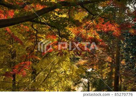Autumn leaves on the approach to Hanzobo Autumn leaves on the approach to Hanzobo 85270776