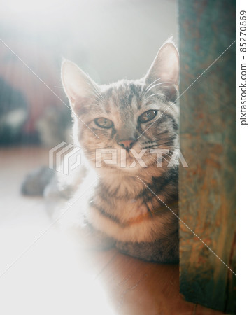 Kijitora's cat staring from the shadow 85270869