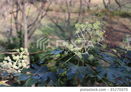 Masagari is the scenery of the forest of the citizens of the abyss_3 85270870