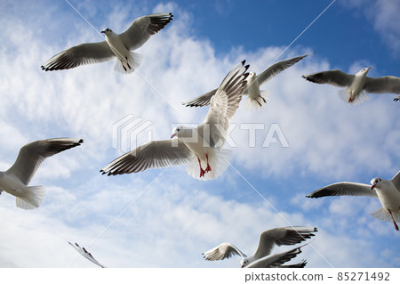 A flock of seagulls soaring in the blue sky. Gulls flying high in cloudless sky A flock of seagulls soaring in the blue sky. Gulls flying high in cloudless sky 85271492