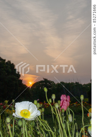 落日2的日落鴉片領域和春天風景 85271666