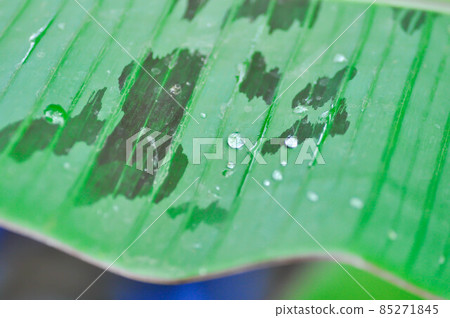 banana plant, blood banana or Musa acuminata or Musa balbisiana 85271845