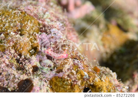 Senteniroumiushi from Ishigaki Island ... Part ④ Senteniroumiushi from Ishigaki Island ... Part ④ 85272208