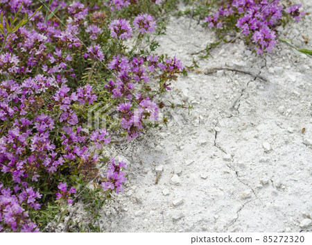 Wild Thyme Thymus serpyllum flowers, small plants growing on bare chalk. 85272320