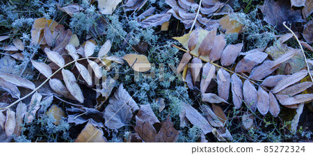 Frozen grass and leaves. Frost, frost on the grass and ground. Background with the first autumn frosts. 85272324