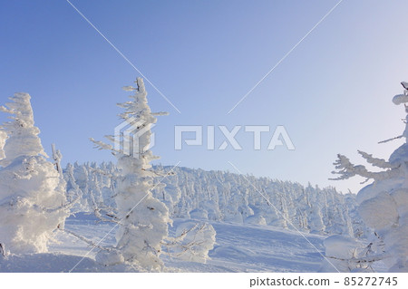 樹上的霧凇，白霜，棗 85272745